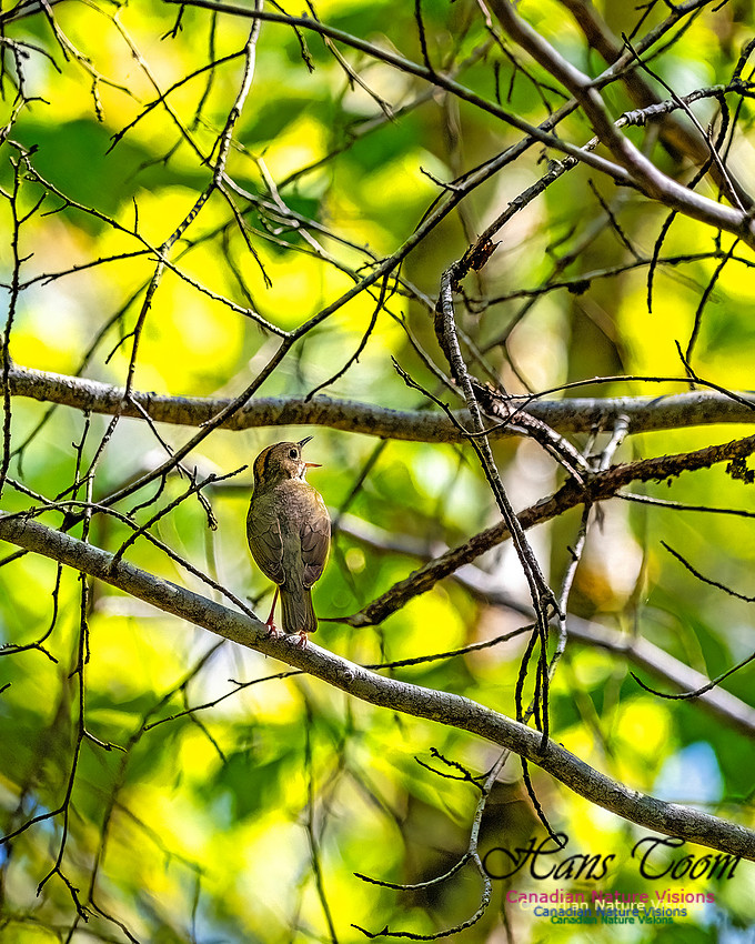 Ovenbird 801