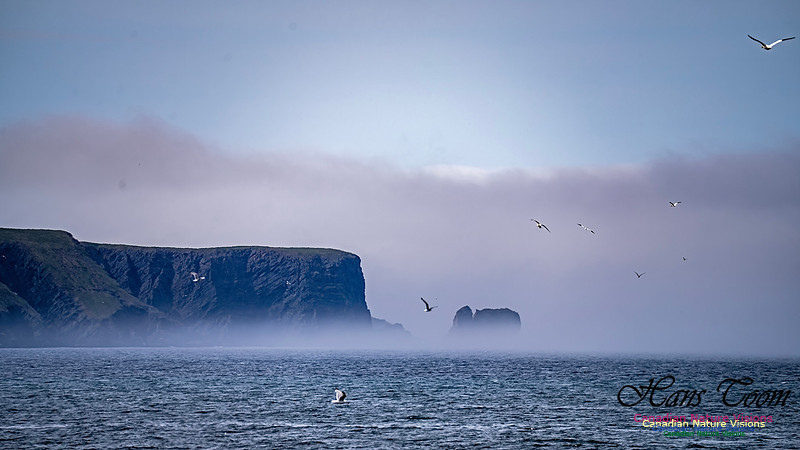 St. Vincent Whales and Gannets 121