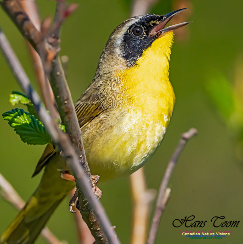Common Yellowthroat 102