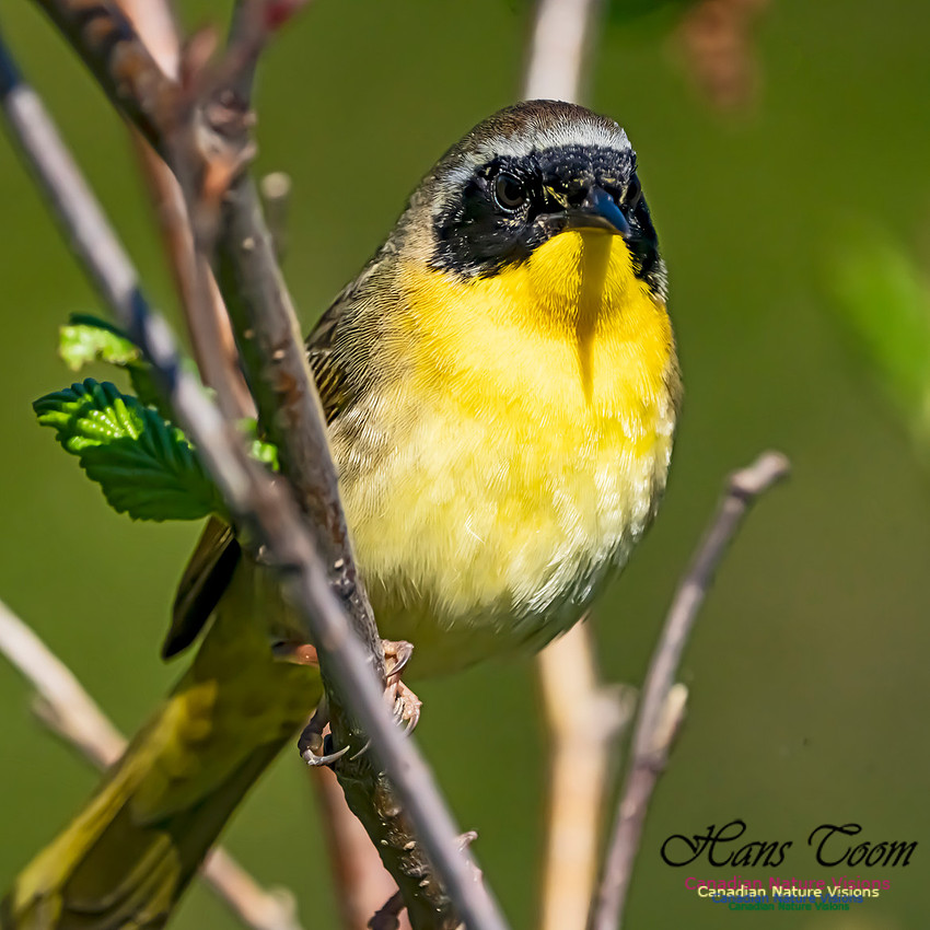 Common Yellowthroat 101