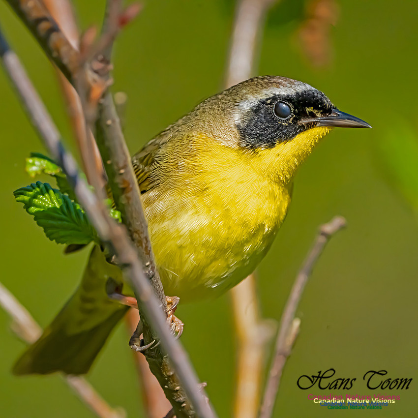 Common Yellowthroat 105