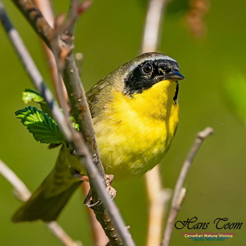 Common Yellowthroat 104