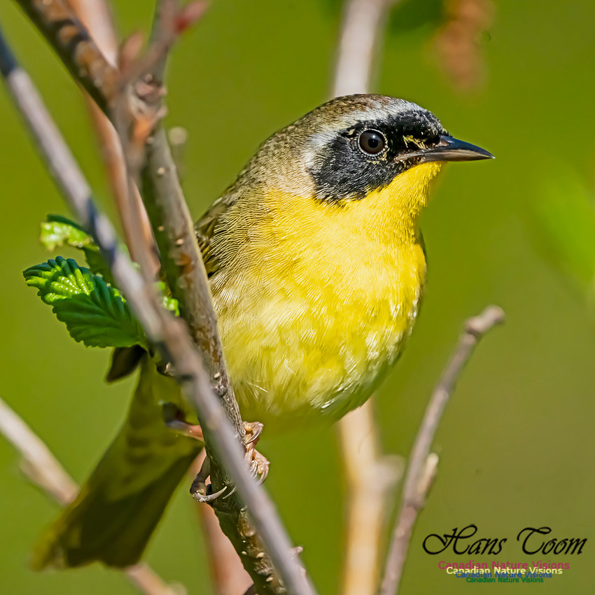 Common Yellowthroat 103