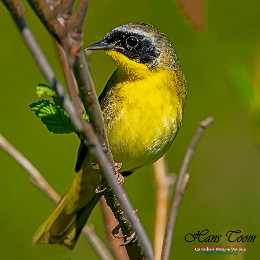 Common Yellowthroat 100