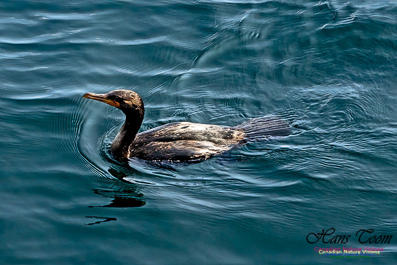 Double-crested Cormorant 100