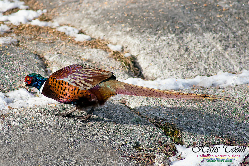 Ring-necked Pheasant