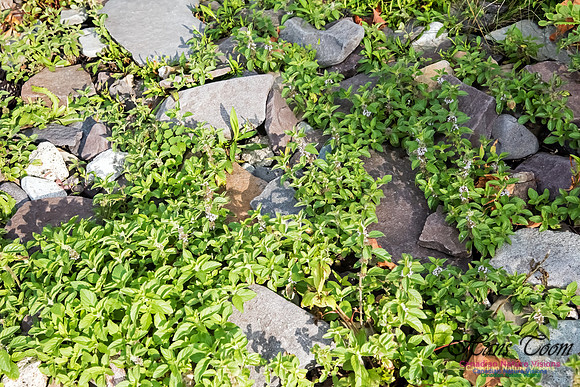 Mint-Mentha arvensis