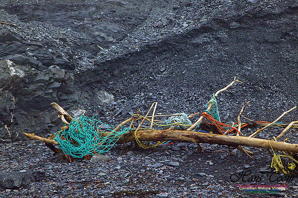 Cape Chignecto Beach Shoreline Patterns