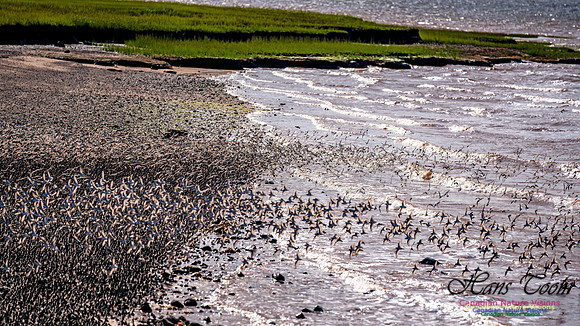 Peeps Evangeline Beach 2024 1007