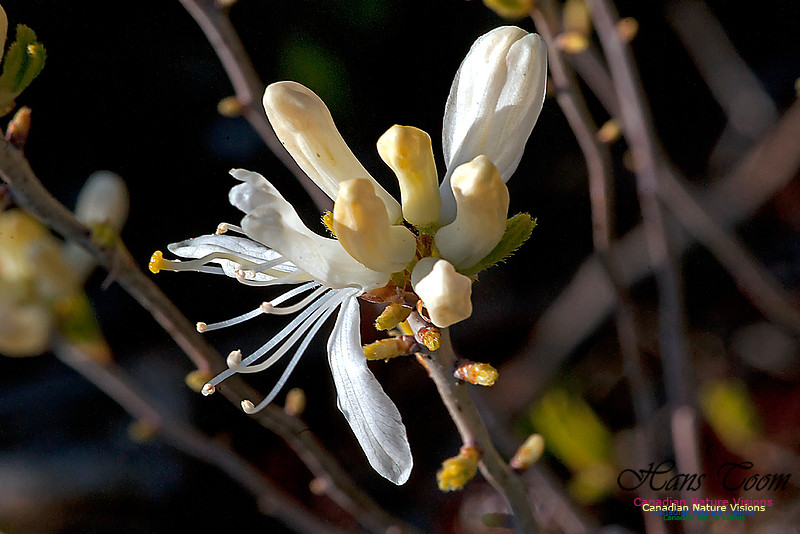 Rhodora