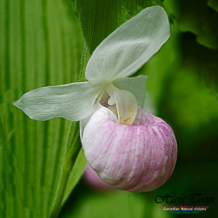 Showy Lady's Slipper Orchid 102