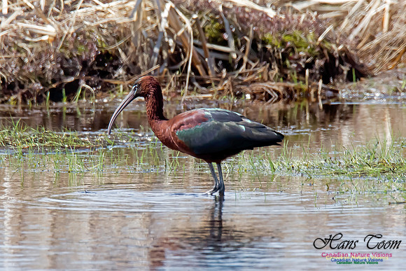 Glossy Ibis