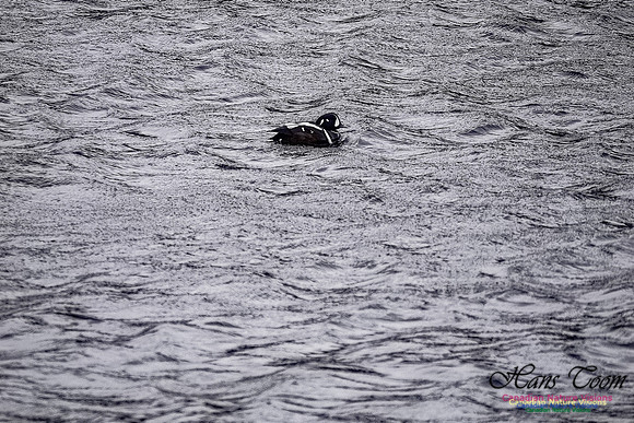 Harlequin Duck 100