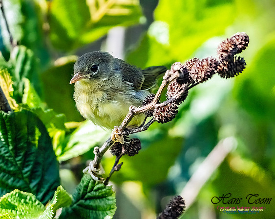 Mourning Warbler 103