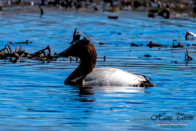 Canvasback 103