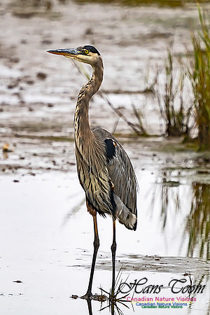 Great Blue Heron 301