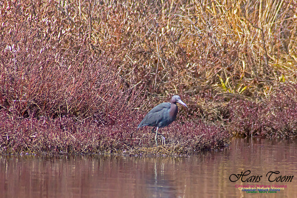 Little Blue Heron 1