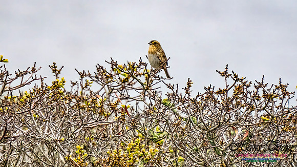 Nelson's Sparrow 353
