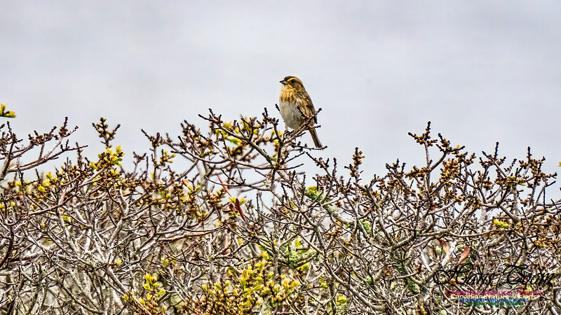 Nelson's Sparrow 353