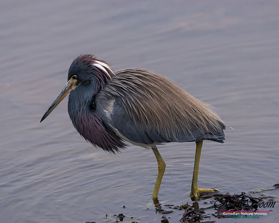Tricoloured Heron 46