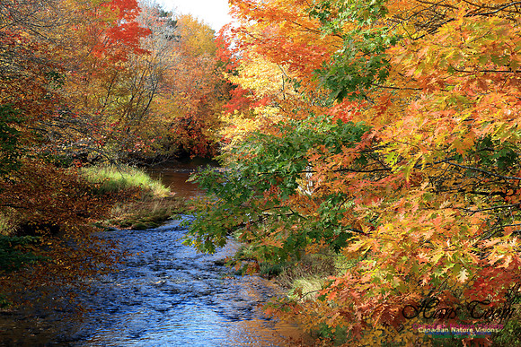 FallColours2016-1017