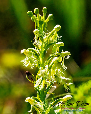 Ragged Fringed Orchid 101