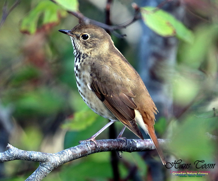 Hermit Thrush 1005