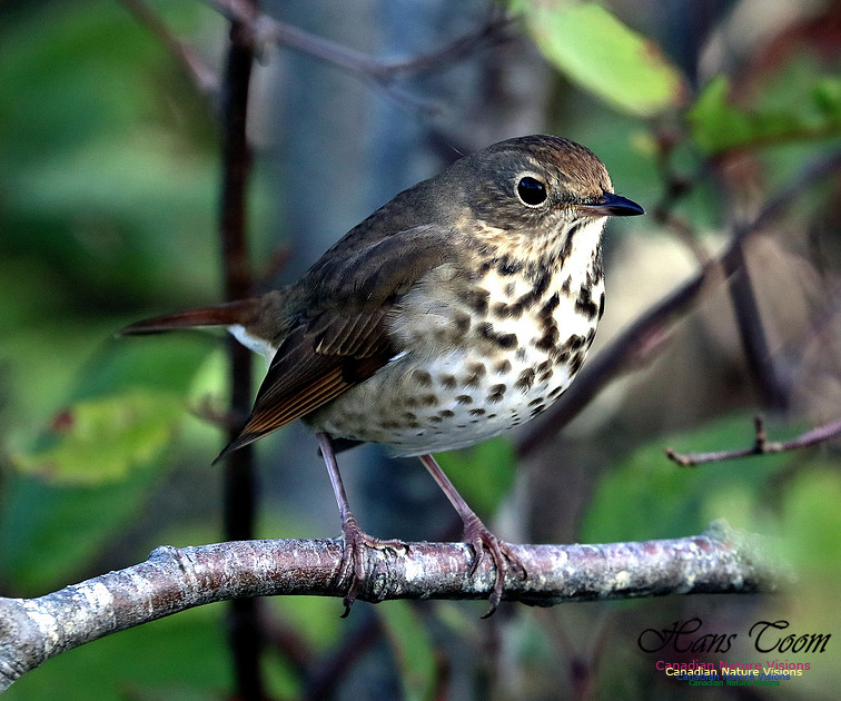 Hermit Thrush 1004