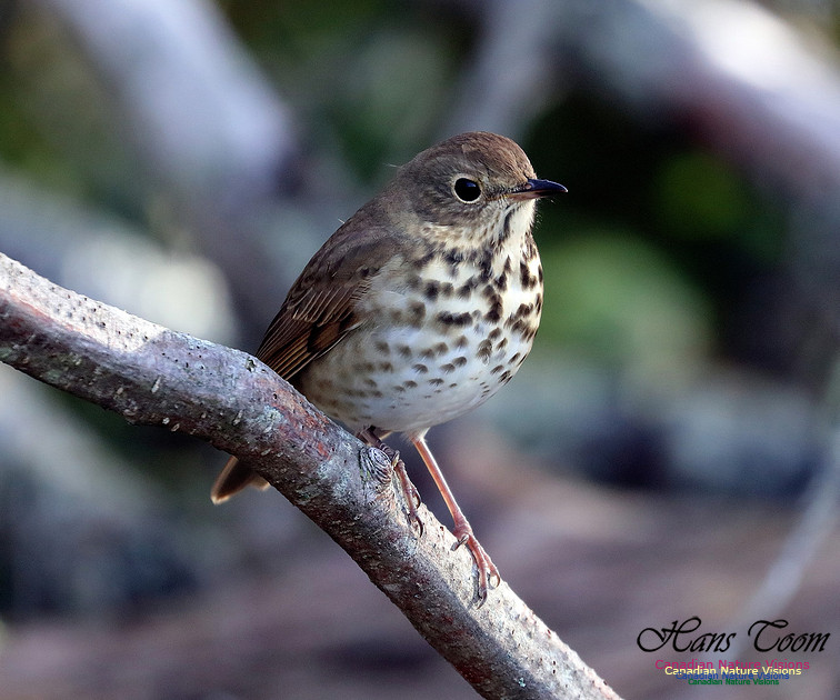 Hermit Thrush 1008