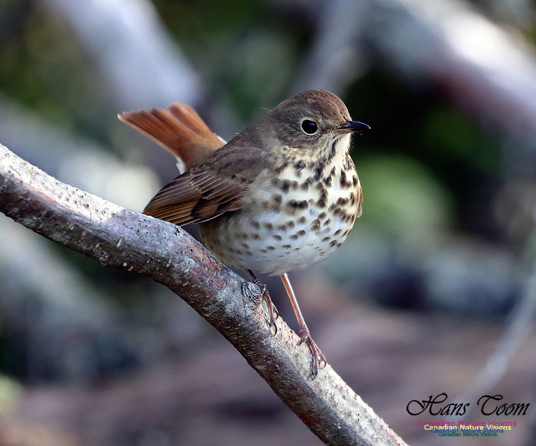 Hermit Thrush 1009