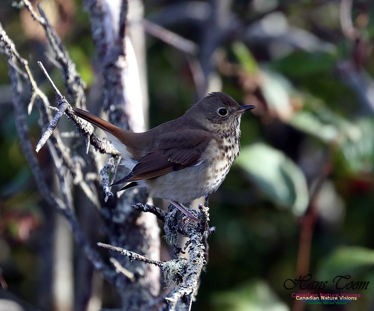 Hermit Thrush 1010