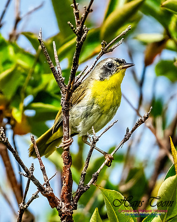 Common Yellowthroat 855
