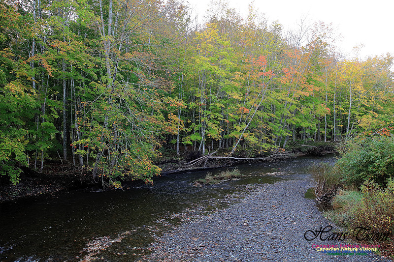 Fall Colours 2017 24