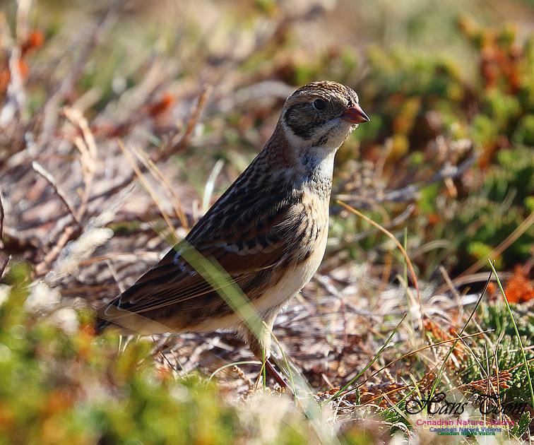 Lapland Longspur 1000