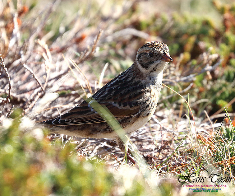 Lapland Longspur 1001