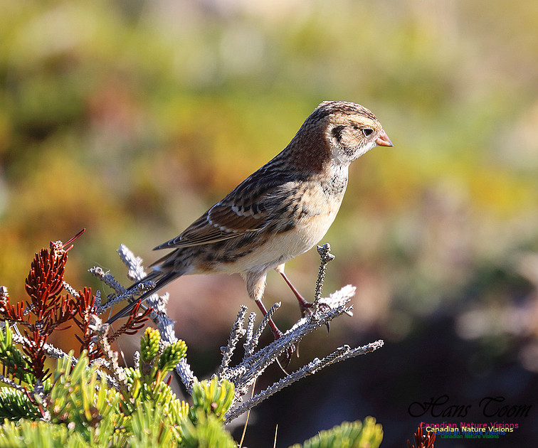 Lapland Longspur 1002