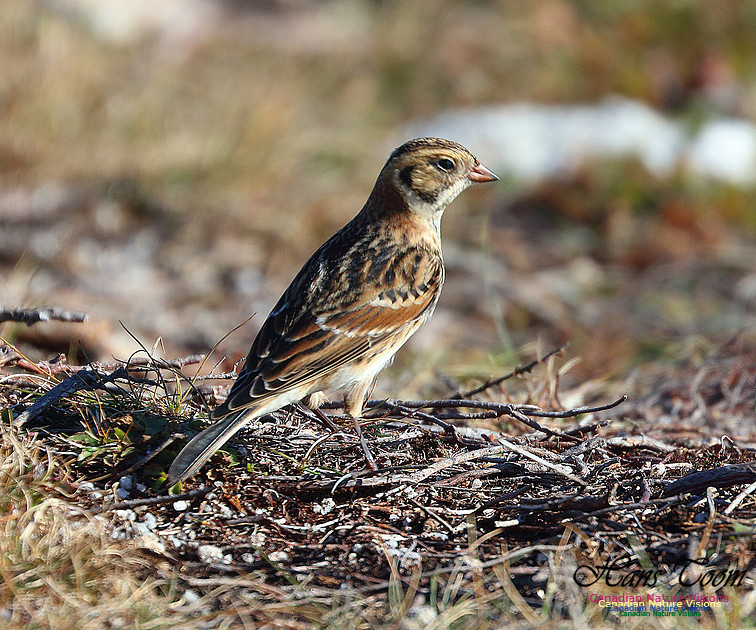 Lapland Longspur 1003
