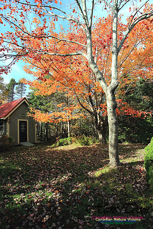 Fall Colours 2017 1