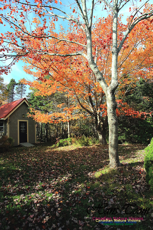 Fall Colours 2017 1