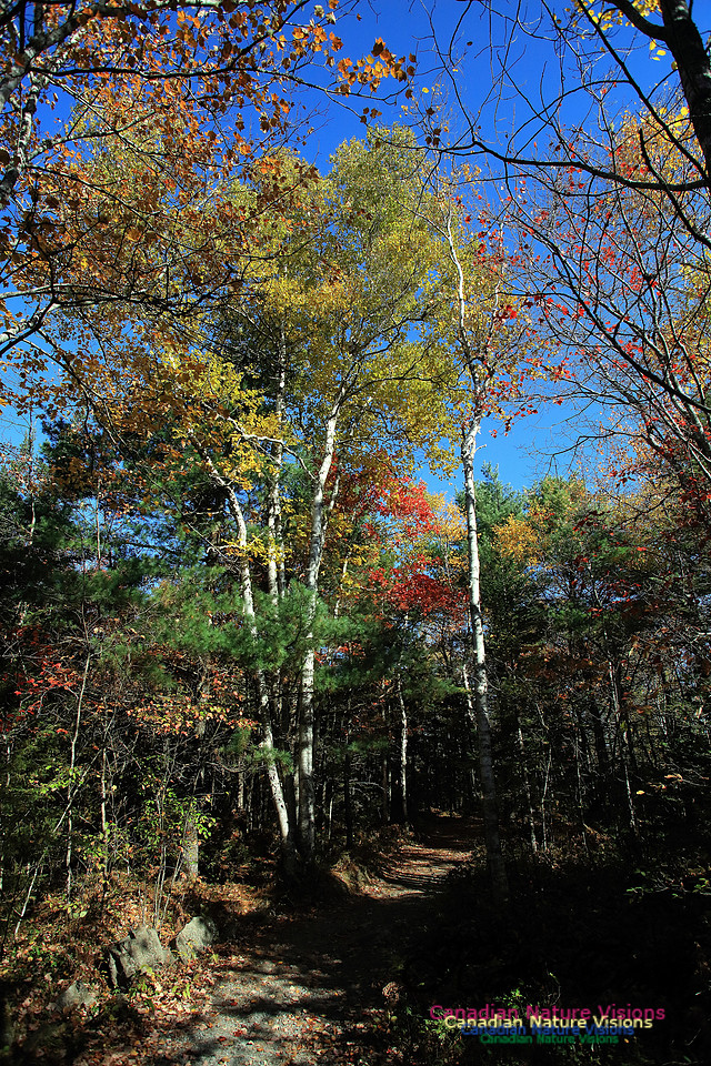 Fall Colours 2017 3