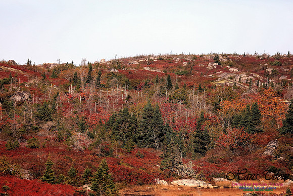 Fall Colours 2017 6