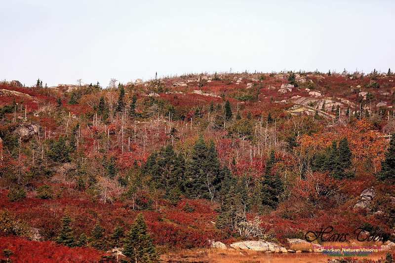Fall Colours 2017 6