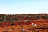 Fall Colours 2017