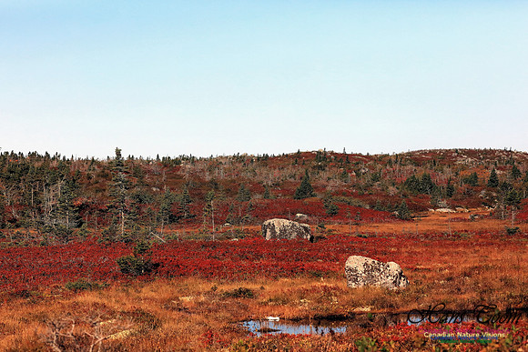 Fall Colours 2017 5-1