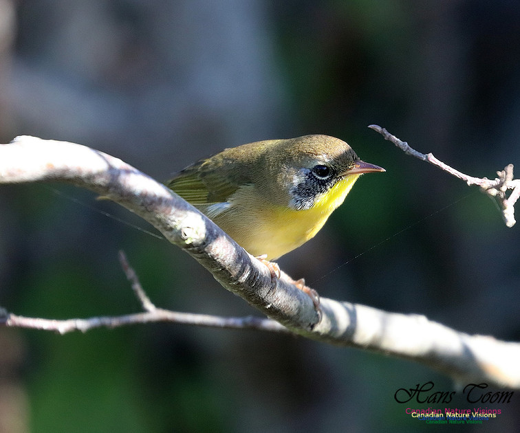Common Yellowthroat 9