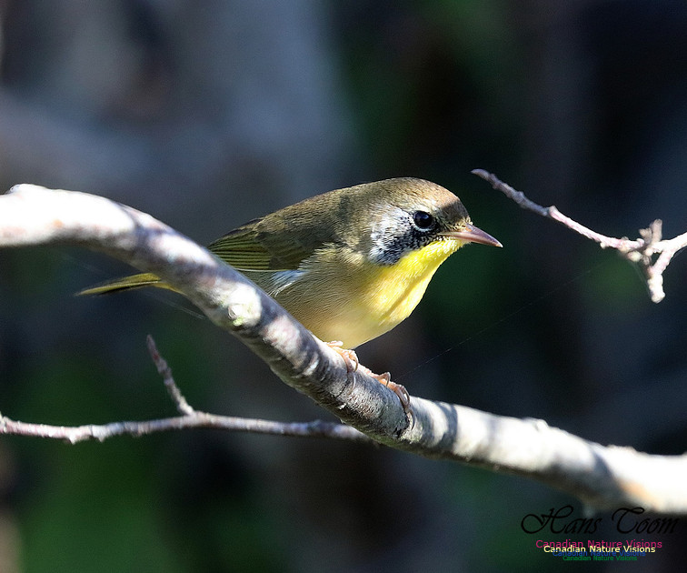 Common Yellowthroat 8