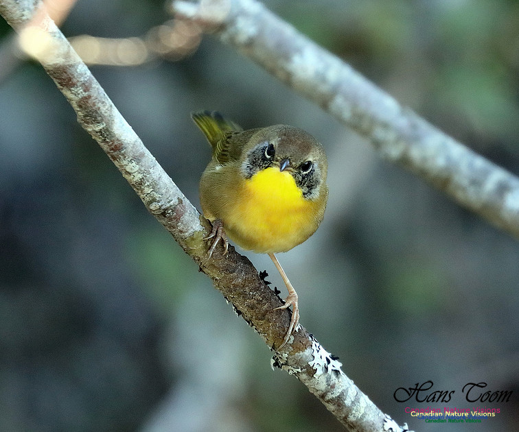 Common Yellowthroat 10