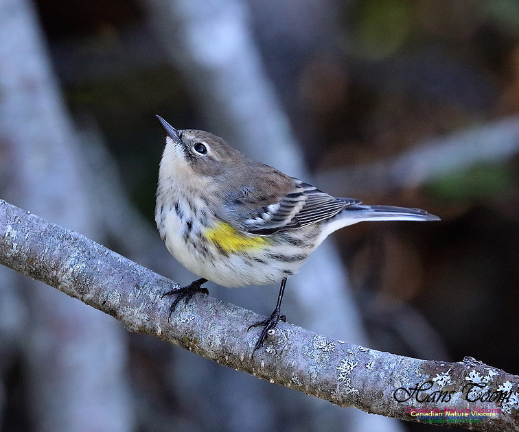 Yellow-rumped Warbler 10