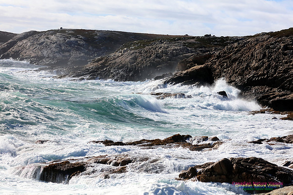 Blustery Day at Eastern Head 1