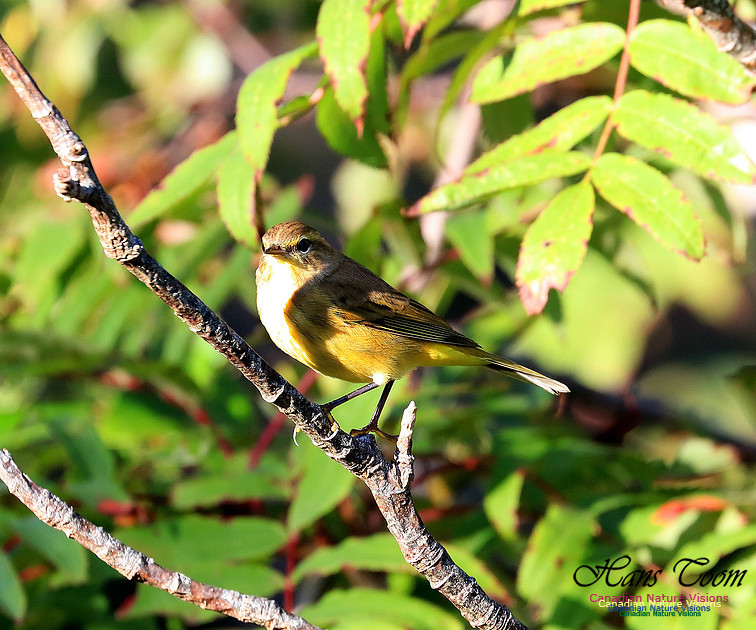 Palm Warbler 12